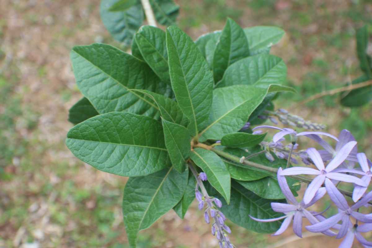 Petrea volubilis L.